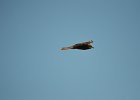 Zwarte wouw (oostelijk) (black-eared kite) Milvus migrans lineatus  - Ogii Nuur 14-08-2016 (6)
